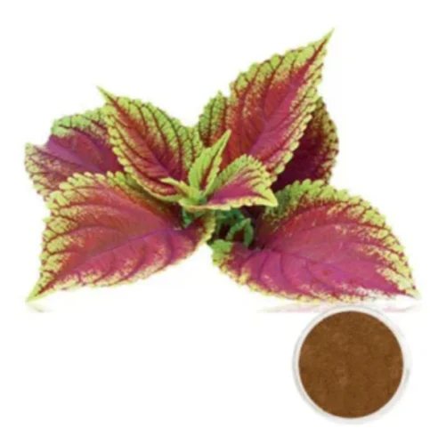 Coleus Forskohlii Extract
